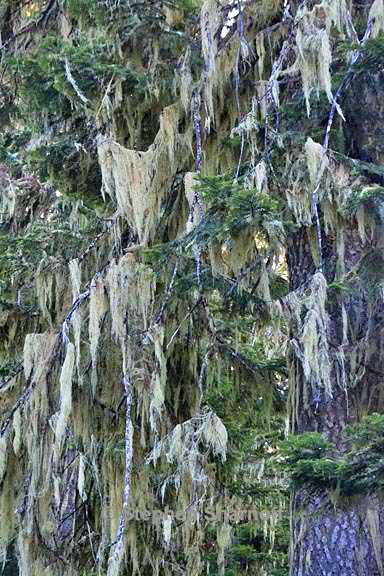 usnea on conifer 1 graphic